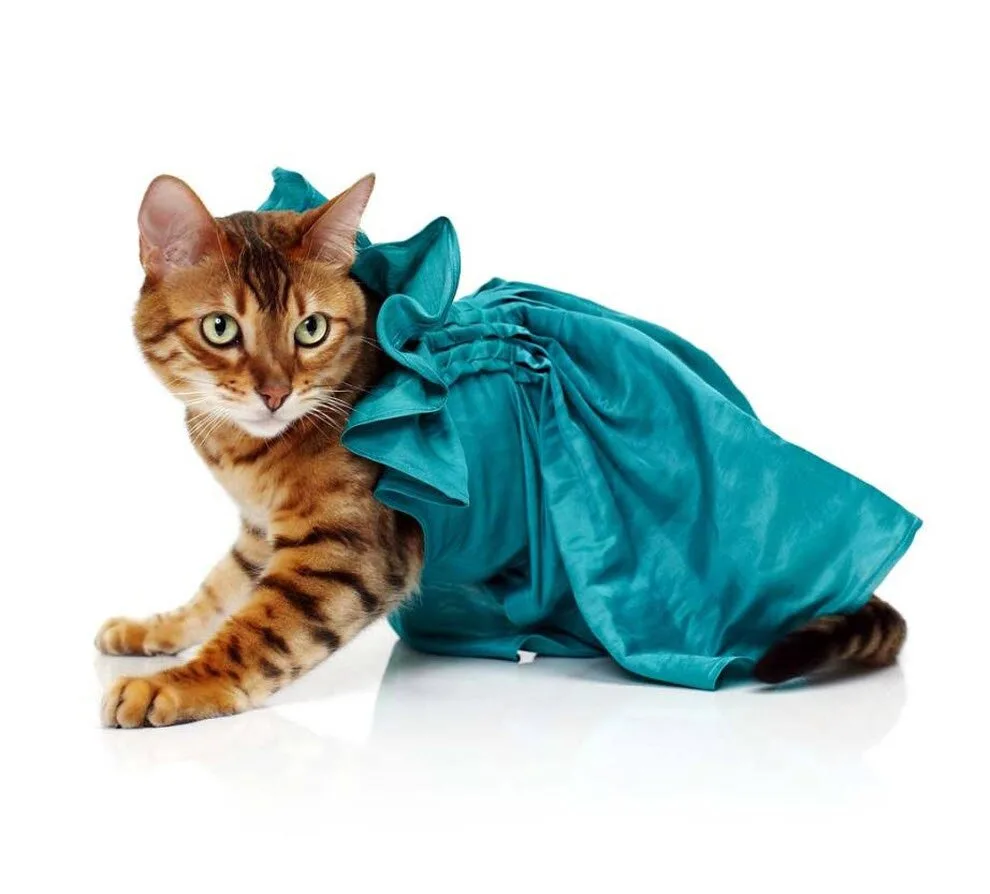 Cat-Fashion2