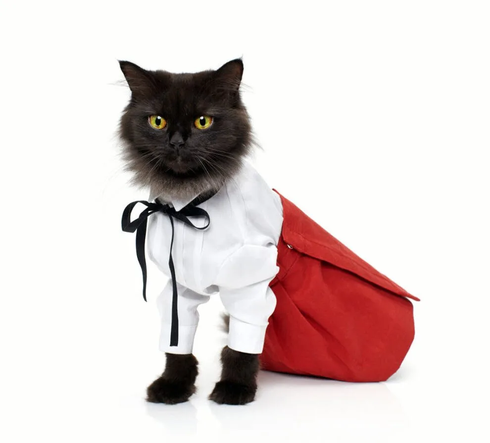 Cat-Fashion4