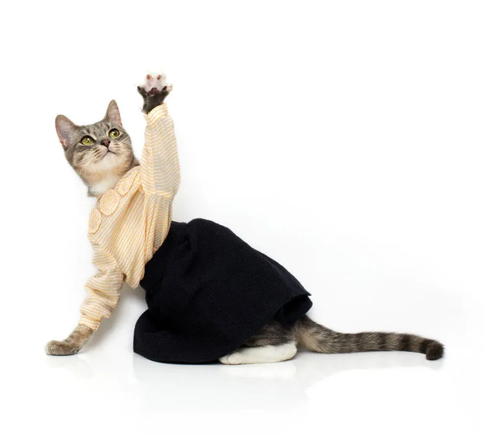 Cat-Fashion5
