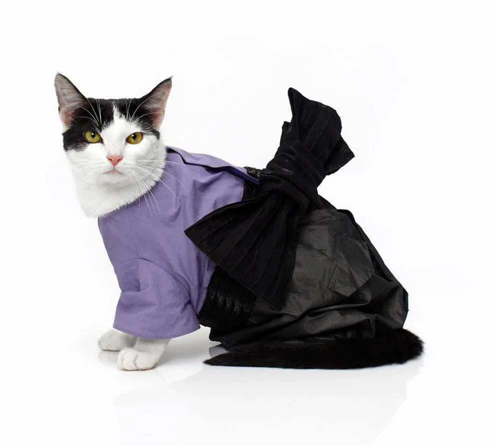 Cat-Fashion6