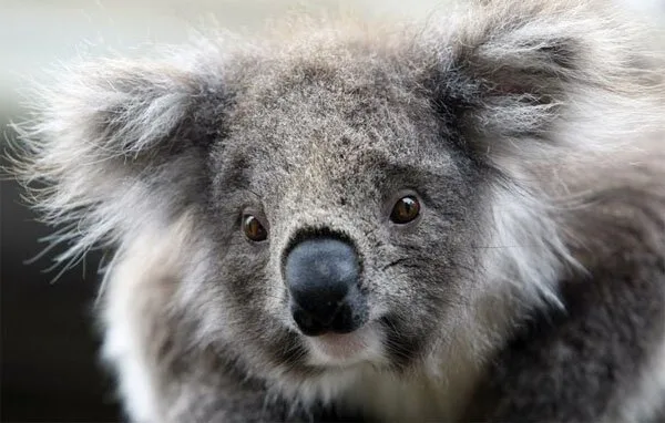 Funny-Animals11