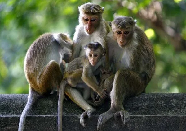 Funny-Animals8