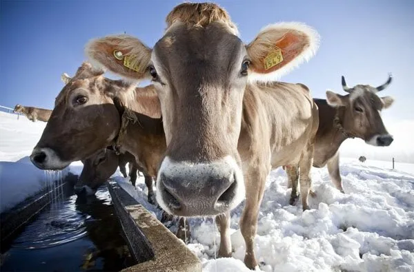 Funny-Animals9
