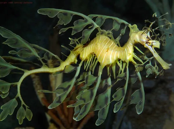 Sea-Creatures1-