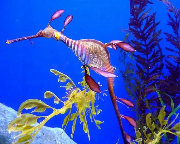 Sea-Creatures11