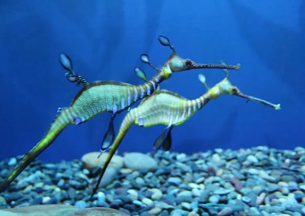 Sea-Creatures12