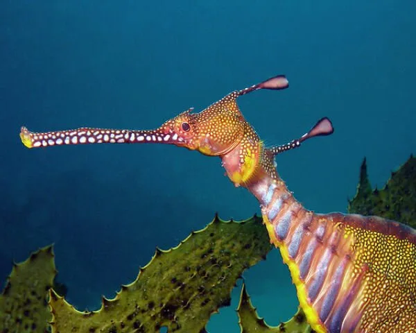 Sea-Creatures13
