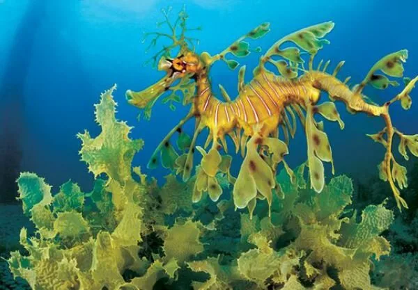 Sea-Creatures2