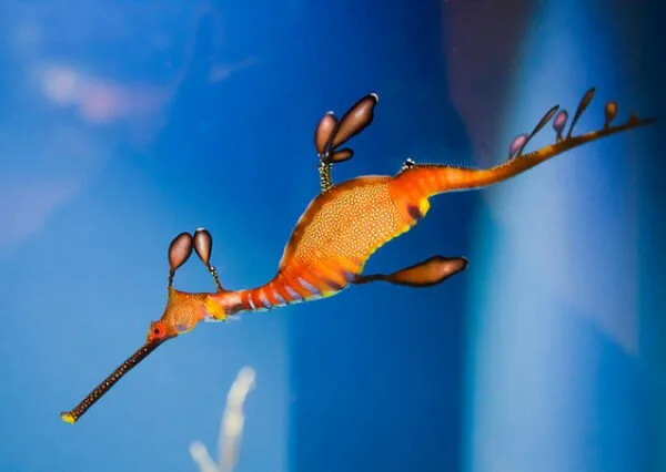 Sea-Creatures3