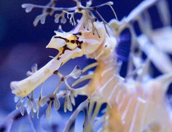 Sea-Creatures4