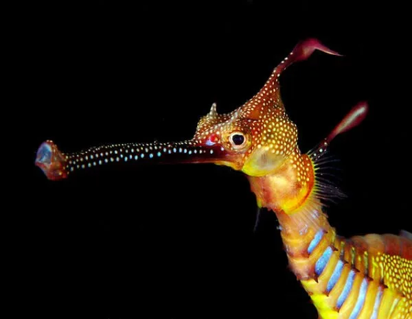Sea-Creatures5