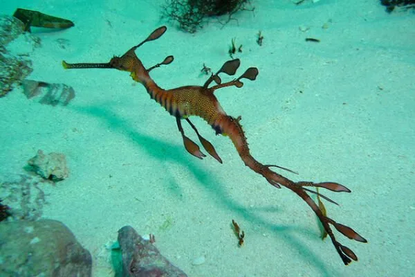 Sea-Creatures6