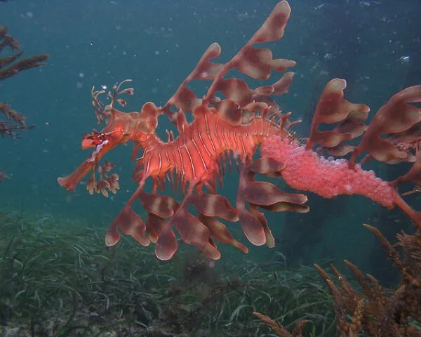 Sea-Creatures7