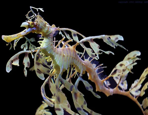 Sea-Creatures9