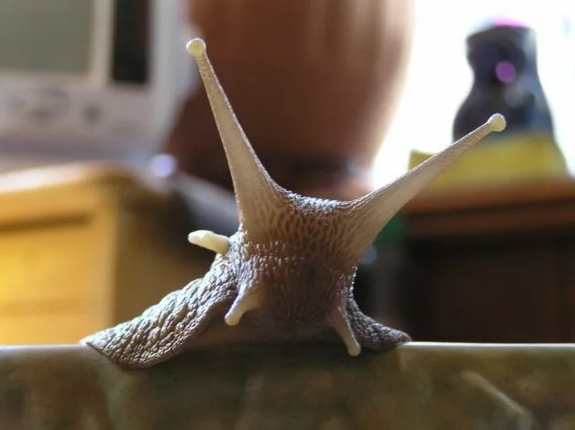 Snail1