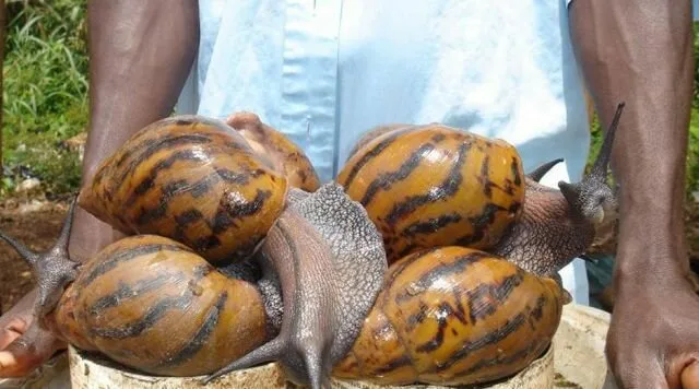 Snail12