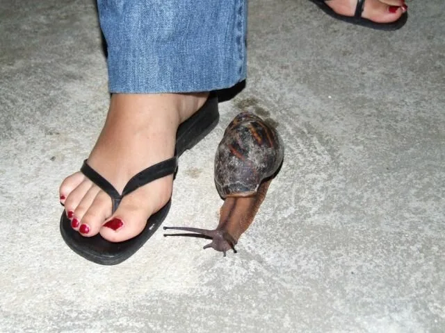Snail2
