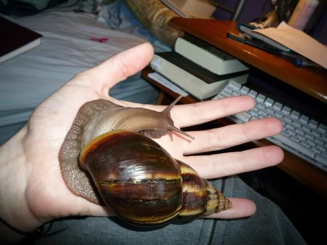 Snail3