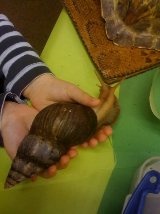 Snail4