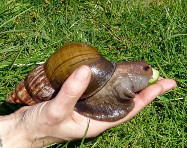 Snail5