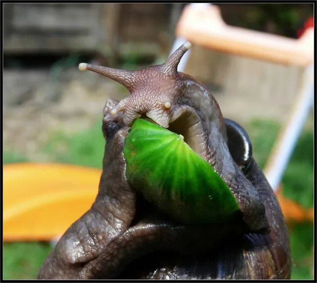 Snail6