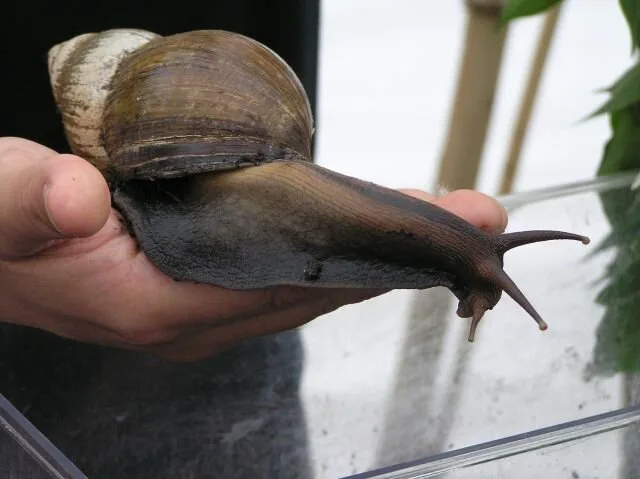 Snail8