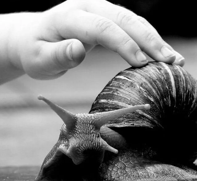 Snail9