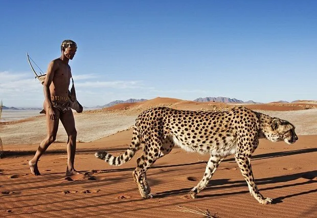 Walking-With-Cheetahs2