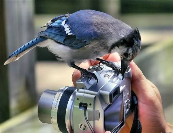Animals 10