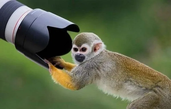 Animals11