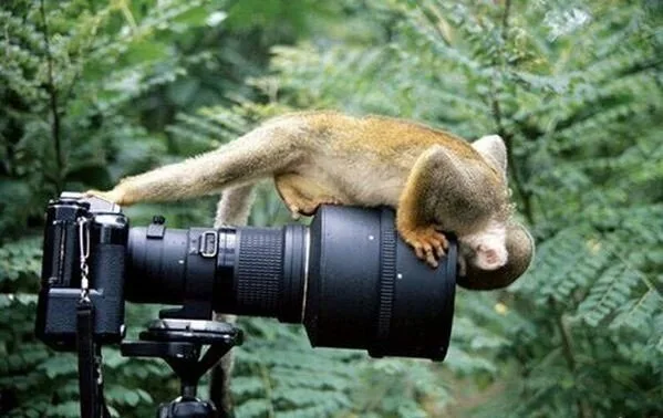 Animals3
