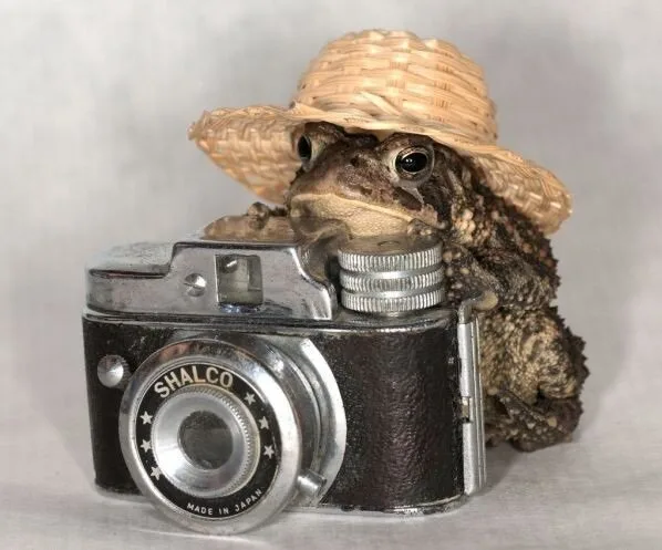 Animals4