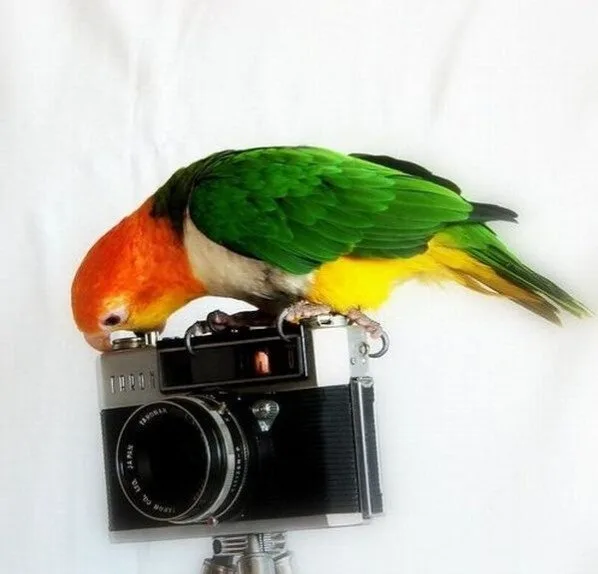 Animals5