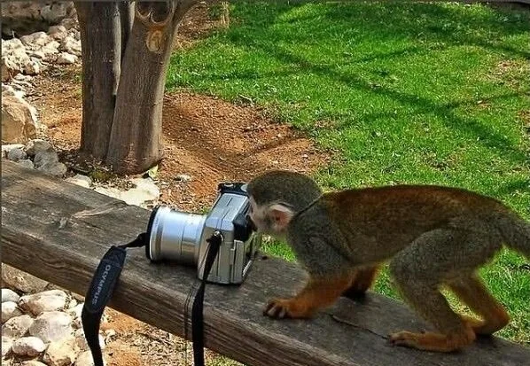 Animals9