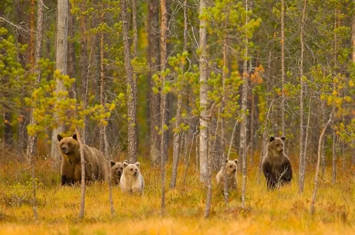 Bear-Family1
