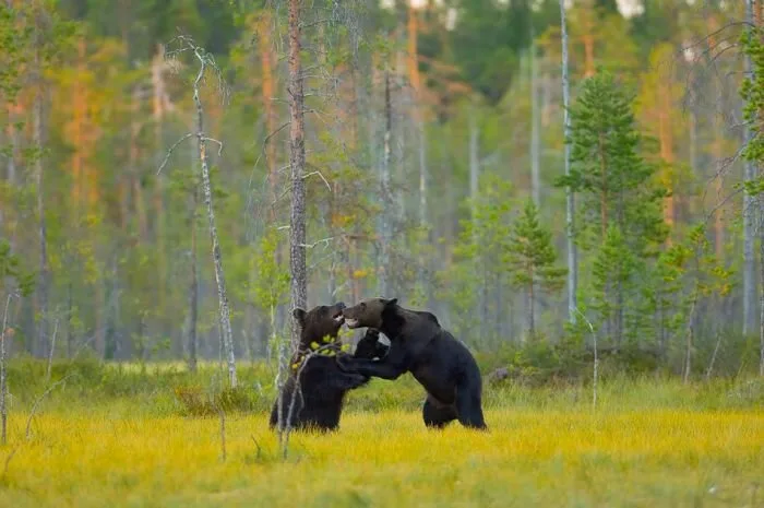 Bear-Family10