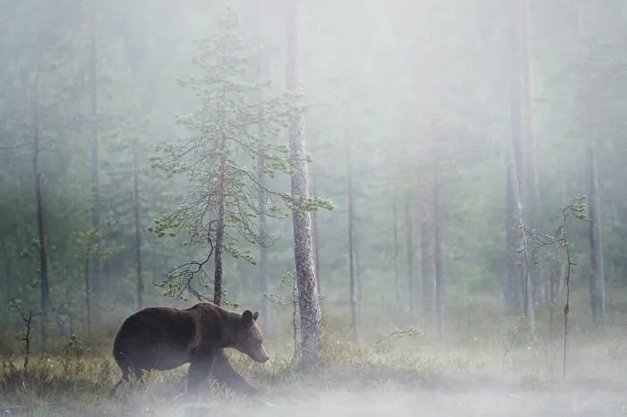 Bear-Family11