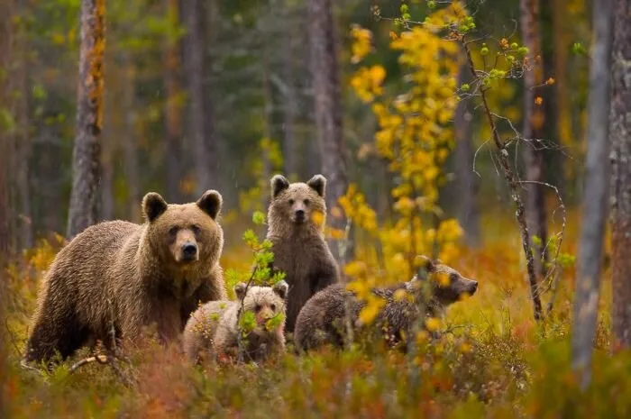 Bear-Family13