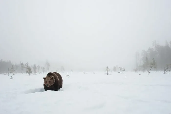 Bear-Family2