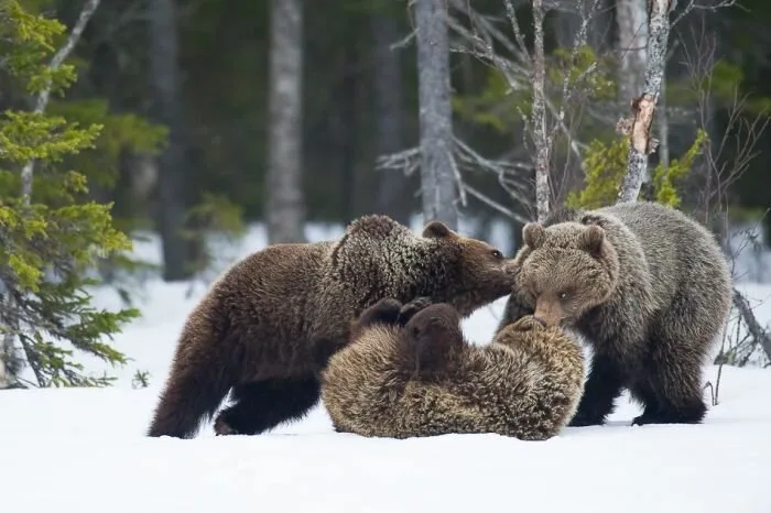 Bear-Family3