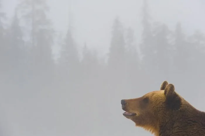Bear-Family4