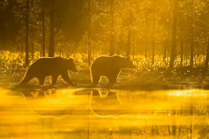 Bear-Family7
