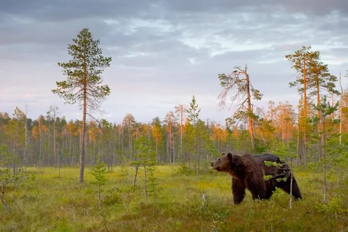 Bear-Family8