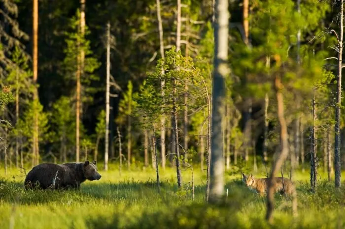 Bear-Family9