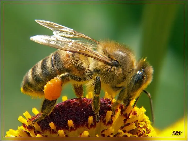 Bees8
