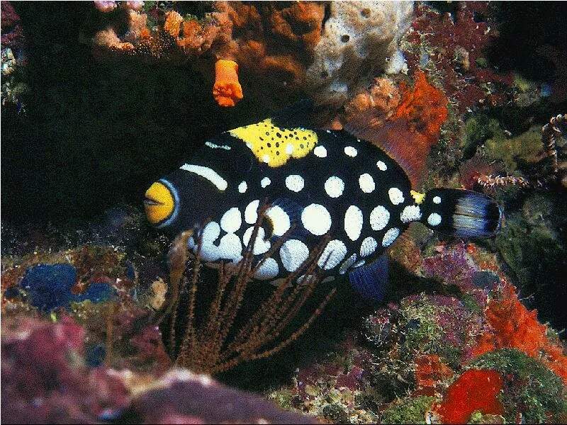 Clown-Trigger-Fish1