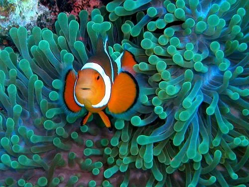 Clownfish2