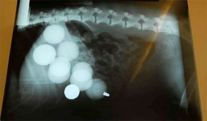 Dog-Ate11