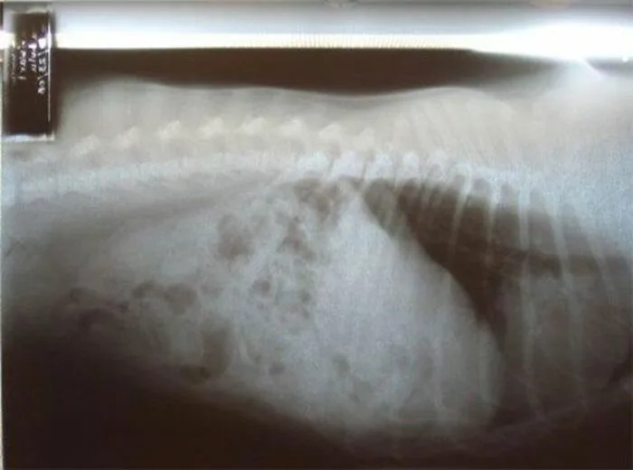 Dog-Ate12
