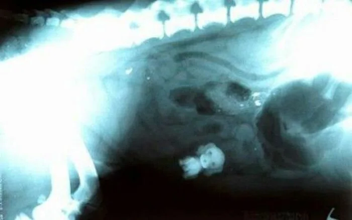 Dog-Ate13